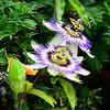 Article image for: Passionflower vine – quick coverage for hot rooftop spaces