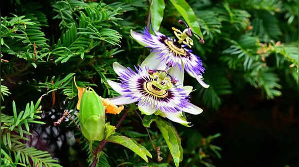 Passionflower vine – quick coverage for hot rooftop spaces