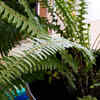 Article image for: Fern – a moisture-loving plant that creates cooler environments