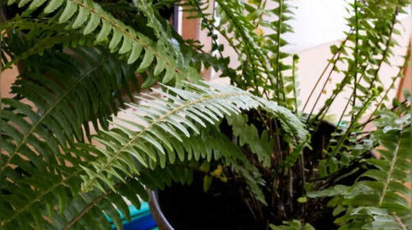 Fern – a moisture-loving plant that creates cooler environments