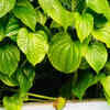 Betel leaf plant – the climber that provides wall shading