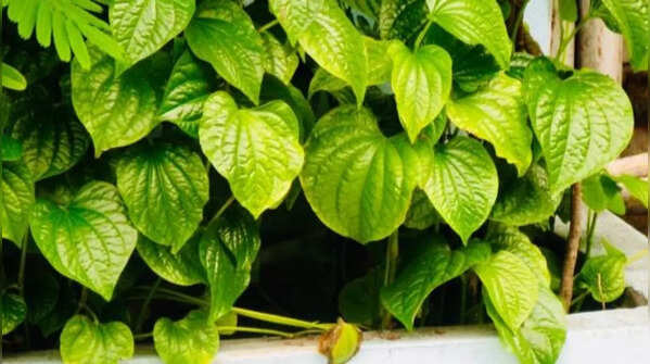 Betel leaf plant – the climber that provides wall shading