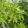 Neem – the traditional Indian shade provider