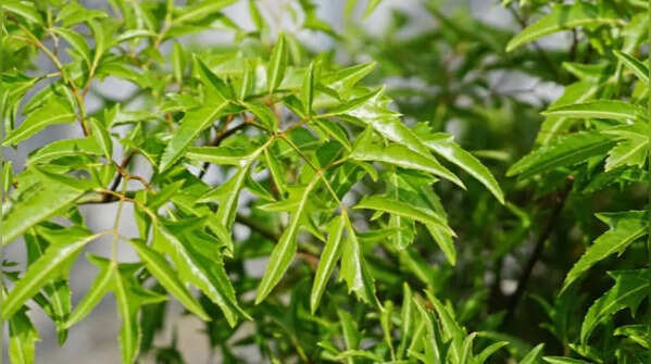Neem – the traditional Indian shade provider