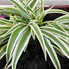 Spider plant – lightweight greenery for creating cooler balconies