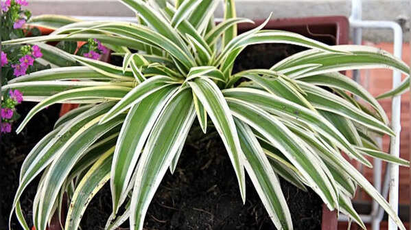 Spider plant – lightweight greenery for creating cooler balconies