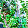 Article image for: Indian basil – the aromatic plant that keeps small terrace corners cool