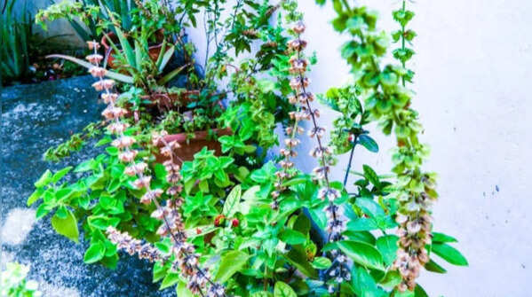 Indian basil – the aromatic plant that keeps small terrace corners cool