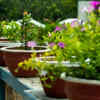 Article image for: Plants that lower terrace temperature naturally during Indian summers
