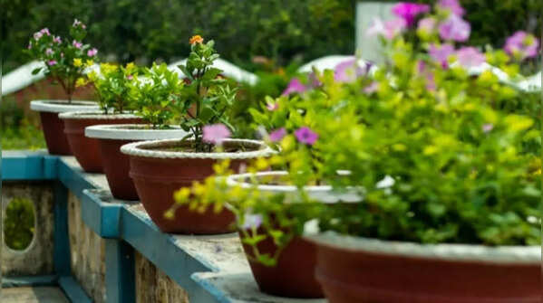 Plants that lower terrace temperature naturally during Indian summers