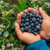 Blueberries