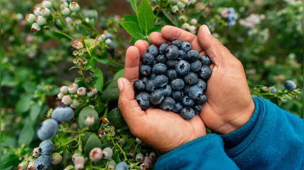 Blueberries