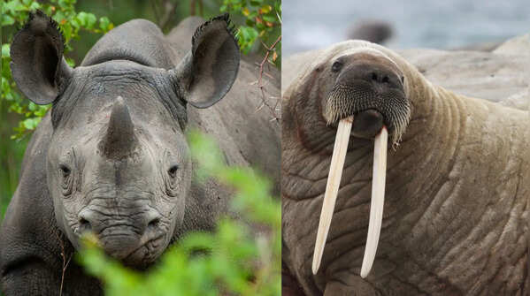 5 wild animals whose horns and tusks are as fascinating as their survival stories