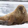 Walrus