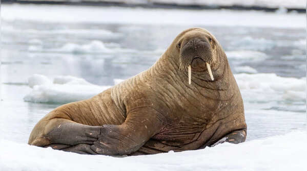 Walrus