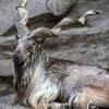 Markhor