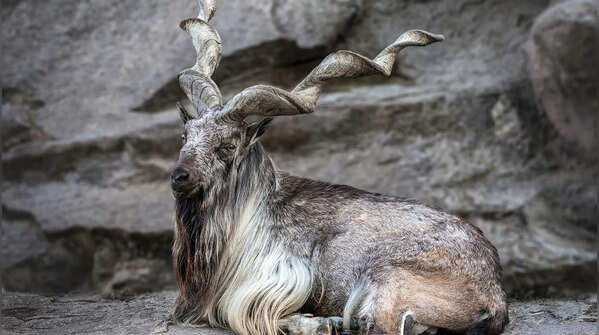 Markhor