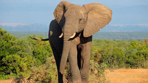 African elephant