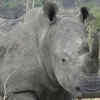 Article image for: Rhinos are still under <i class="tbold">threat</i>
