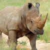 Article image for: Rhinos help maintain nature’s balance