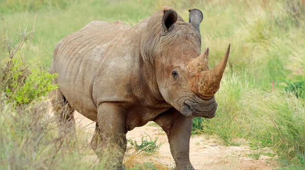 Rhinos help maintain nature’s balance