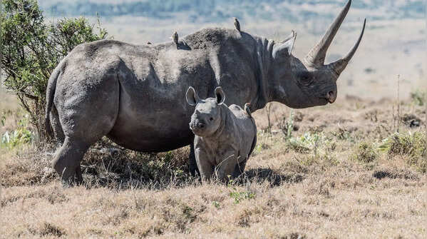 Baby rhinos stay with their mothers for years