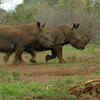 Birds often sit on rhinos