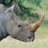 Rhinos can run very fast