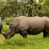 Article image for: Their horns are made of keratin