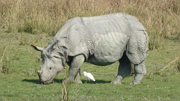 There are only five species left