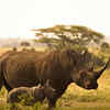 Article image for: Rhinos are older than humans