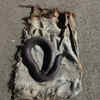 Article image for: Bidar forest dept seizes rare red sand boa, arrests 3 smugglers