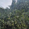 Article image for: Storms destroy 30% mango crop in Amroha, Bijnor, lower yield may push up prices