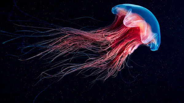 Jellyfish