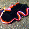 Flatworms