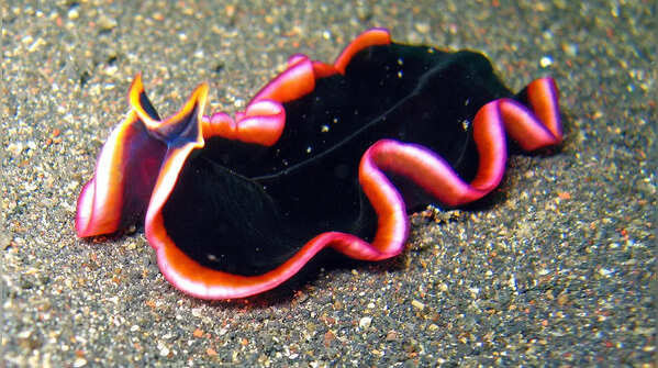 Flatworms