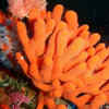 Sea sponges
