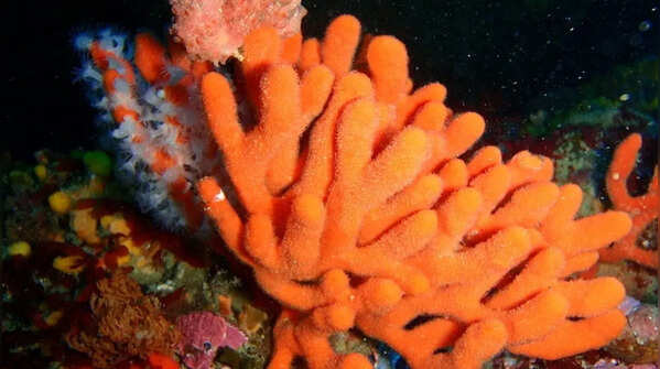 Sea sponges