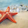 Starfish