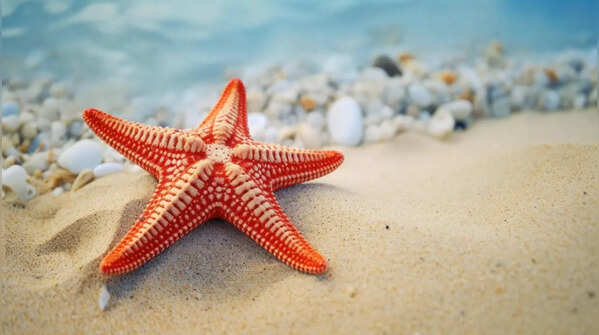 Starfish