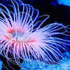 Sea anemones
