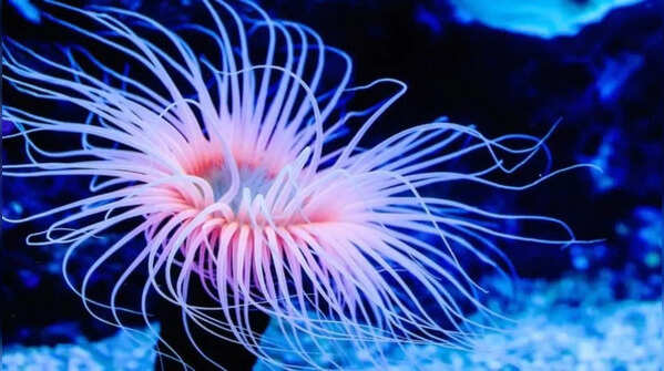 Sea anemones