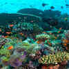 Corals