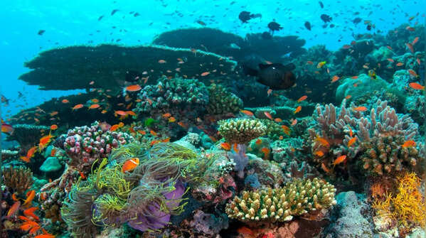 Corals