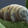 Tardigrades