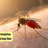 Article image for: 5 ways to prevent mosquitoes from biting you and keep them away from home