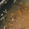 Article image for: Remove standing water