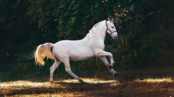Baby horses get on their feet surprisingly fast