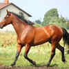 Article image for: Horses may respond to human emotions