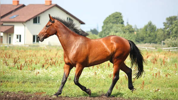 Horses may respond to human emotions